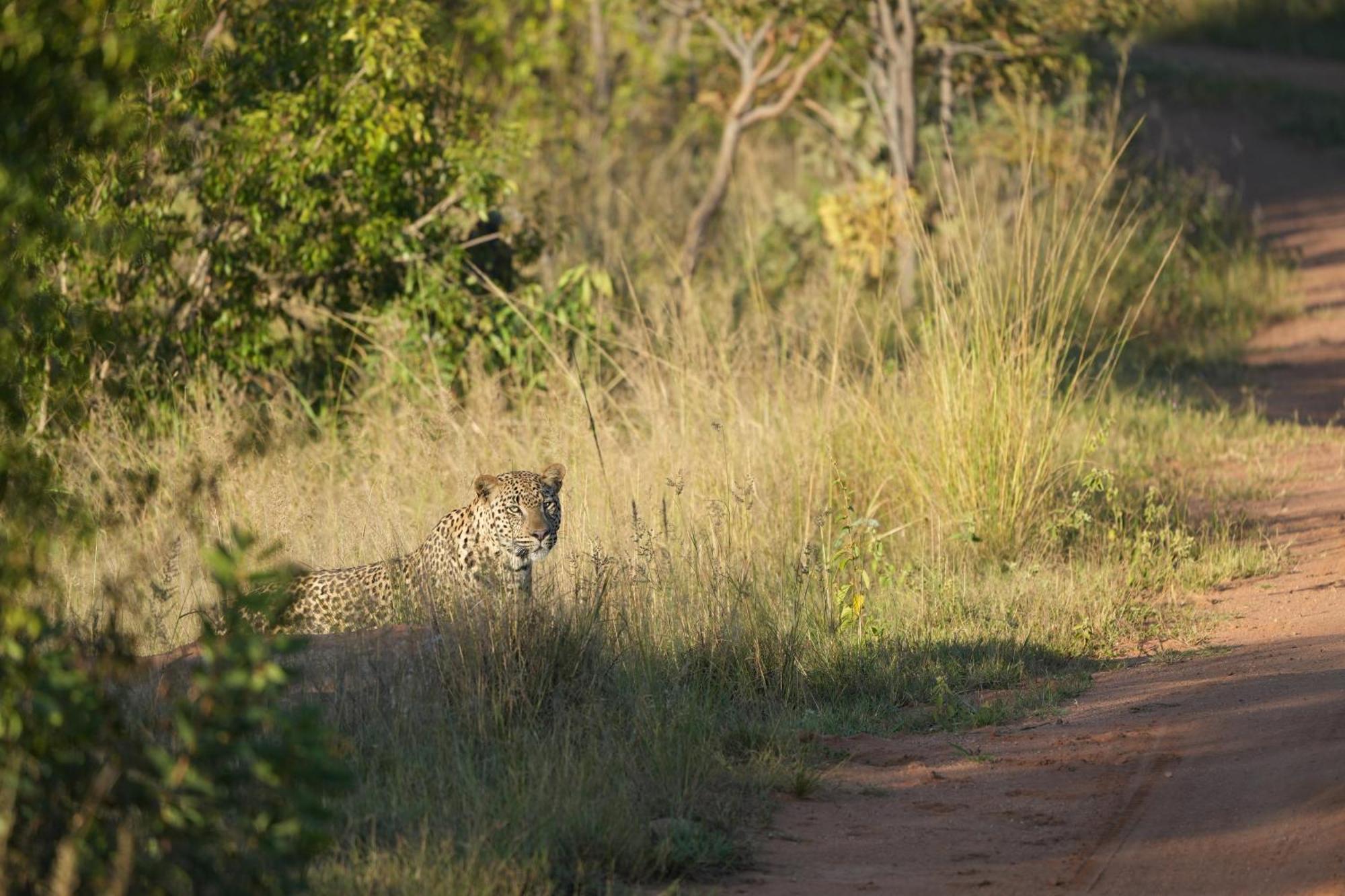 Shibula Safari Lodge Reserva de Welgevonden Exterior foto