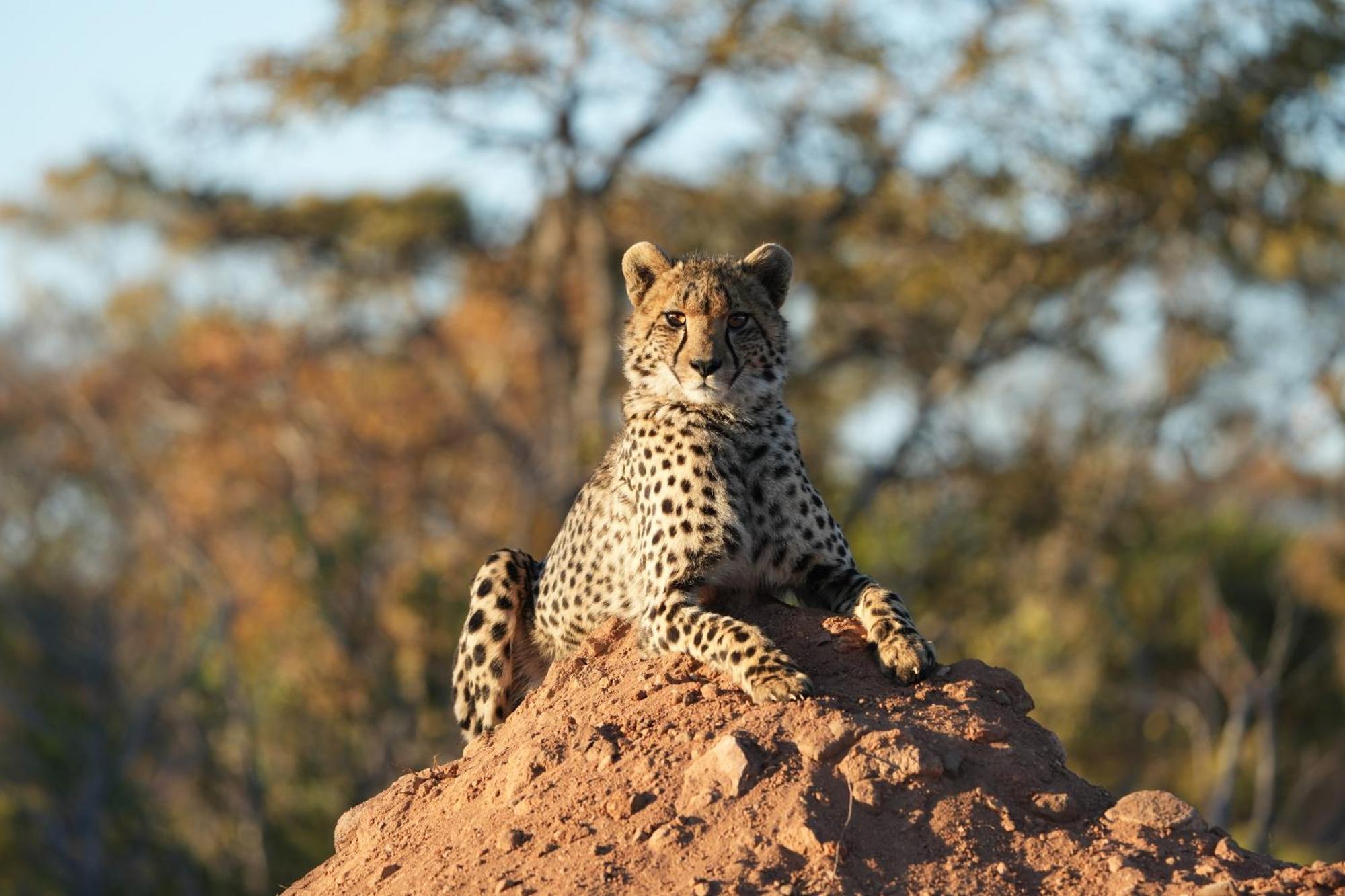 Shibula Safari Lodge Reserva de Welgevonden Exterior foto