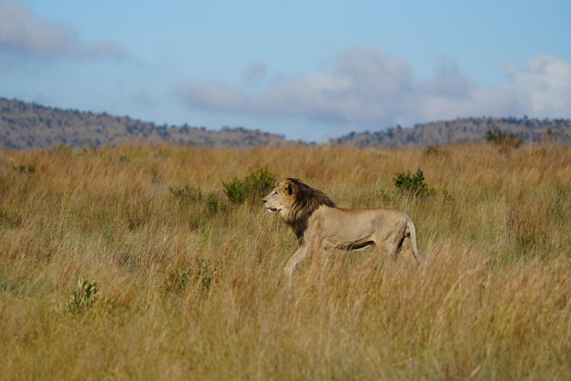 Shibula Safari Lodge Reserva de Welgevonden Exterior foto